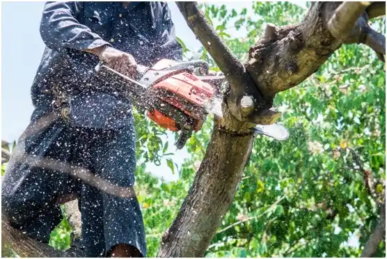 tree services Woodlyn